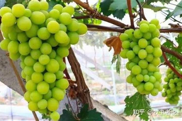 阳光玫瑰北方能种植吗