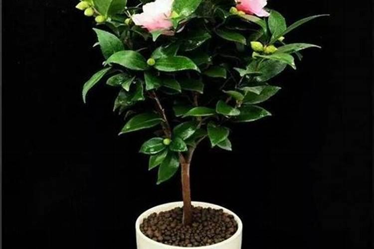 茶花最忌三种肥料