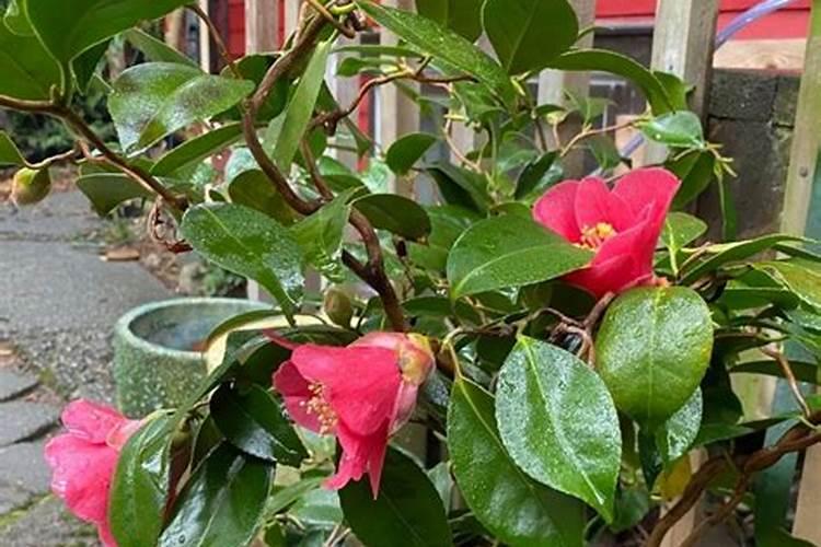 在花盆里种茶花用什么肥料