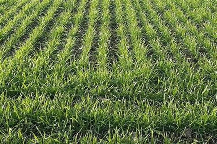 小麦怎么施肥才能高产？