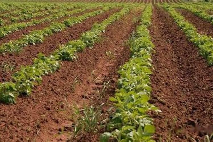 枇杷摘果后施什么肥料 施肥技巧有哪些