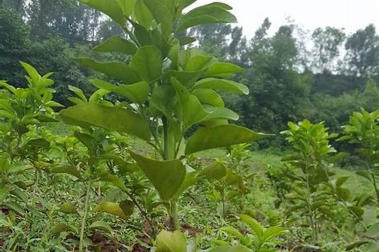 沃柑怎么种植(有关沃柑树的栽培与管理)