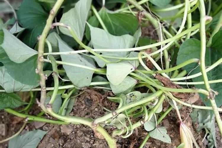 红薯适合什么土壤种植