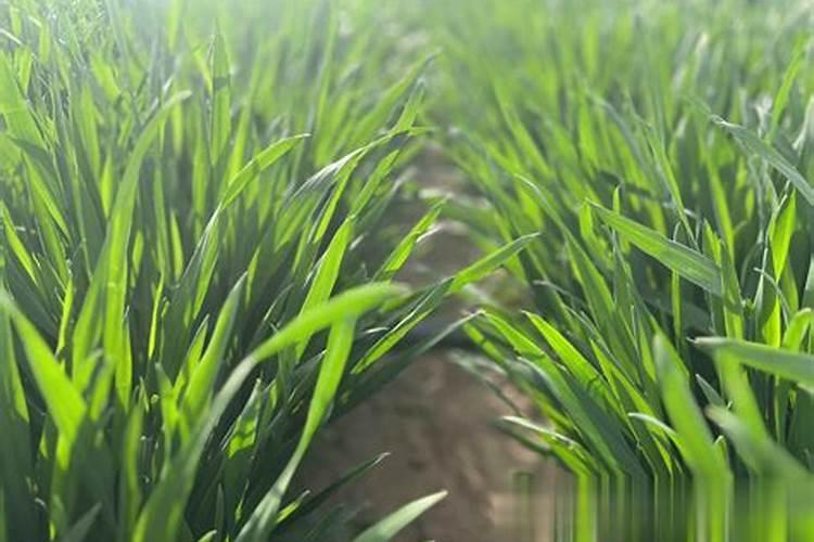 四月中旬小麦施什么肥料？