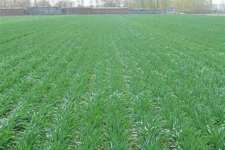 小麦灌浆期喷施什么叶面肥好