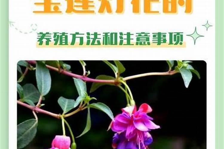 玫瑰花正在开花能施肥吗