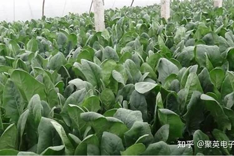 种植菠菜的时候该如何合理施加肥料？