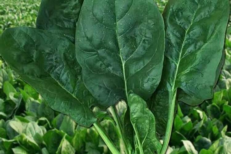 菠菜种植施什么肥好？怎么施肥？