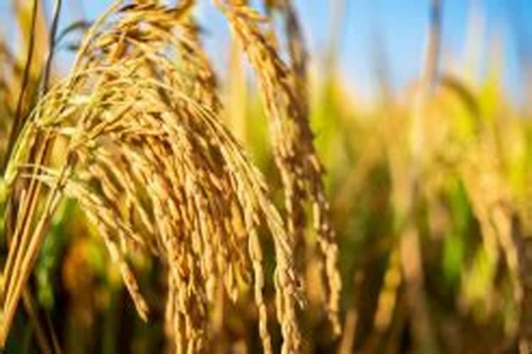 光碳核肥基肥怎么用效果最好