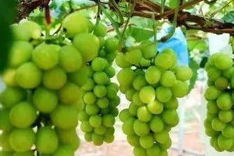 噻虫嗪颗粒剂能矿源黄腐酸钾一起用吗？