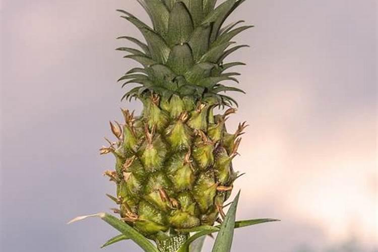 如何 对菠萝施肥