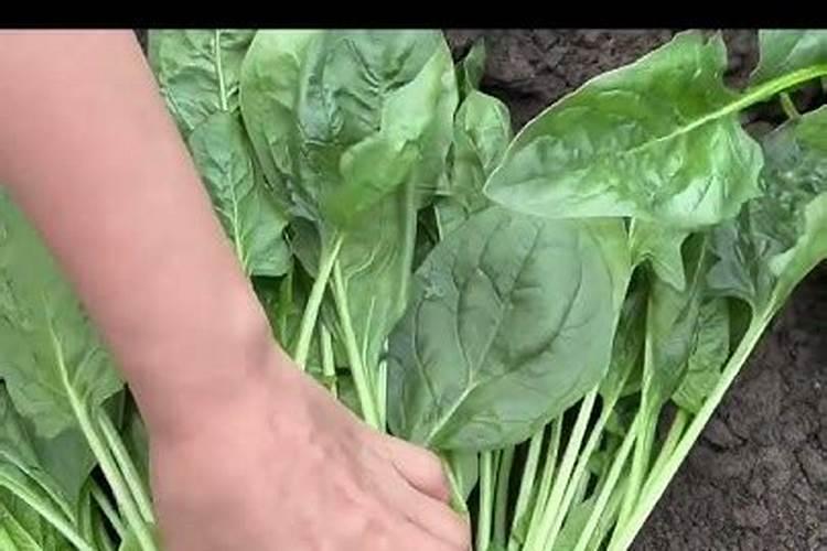 下列施肥做法正确的是( )A.给白菜多施钾肥,以促进其茎叶的生长B.给土...