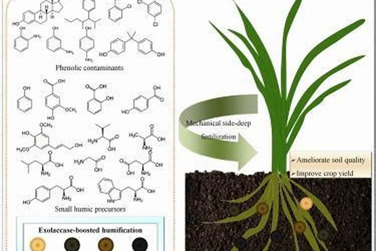 请问黄腐酸、氨基酸、腐植酸的作用和区别有哪些？