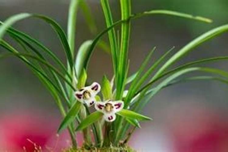 结果柑橘树要怎样施肥？