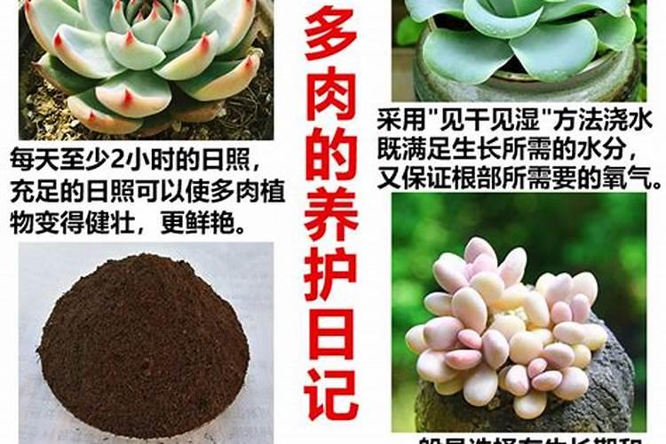 辣椒喷什么叶面肥结果多,多久喷一次