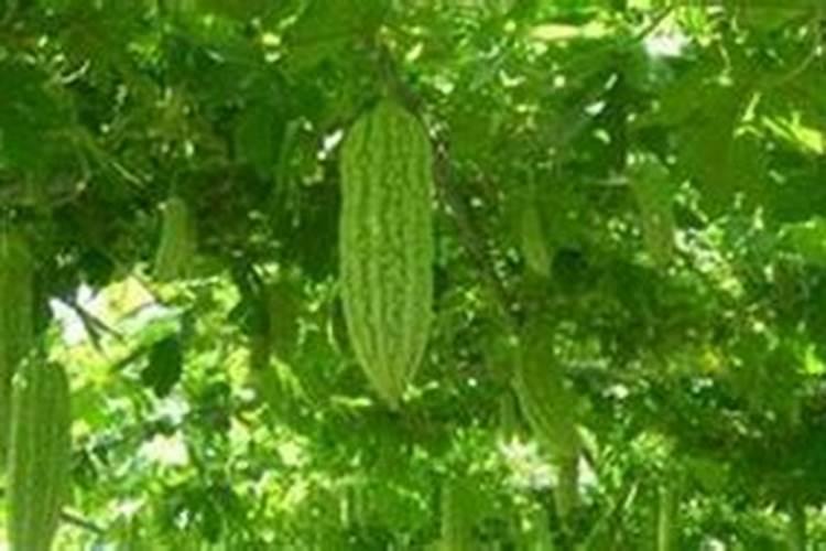 苦瓜用什么肥料最好