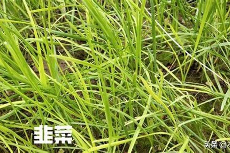 西瓜移栽后能浇水吗