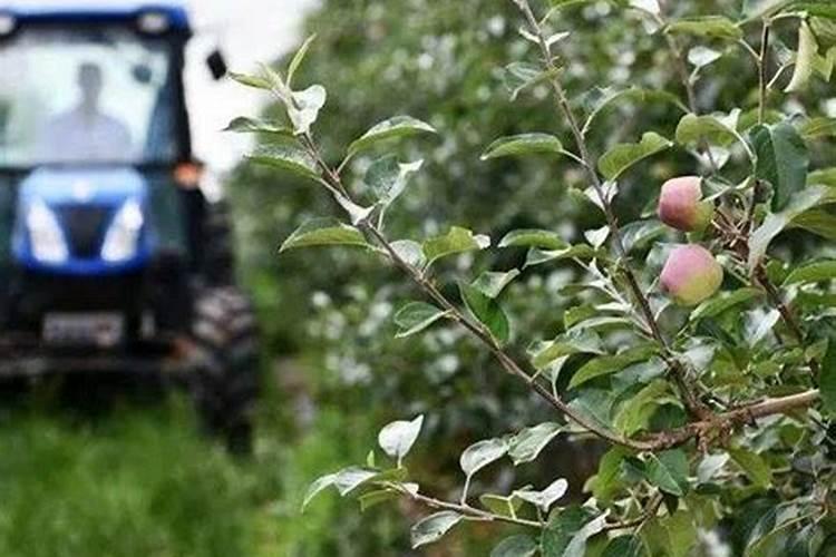 开春了要给果树施什么样的肥料才好呢