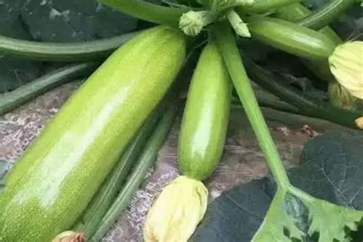 西葫芦的种植方法和管理方法