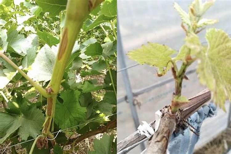 葡萄叶片发红的常见原因