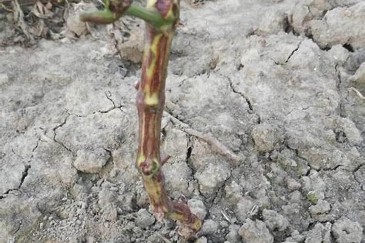 葡萄后期老不红怎么办 葡萄后期老不红怎么处理