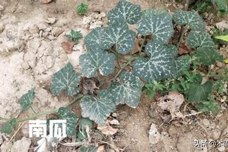 家庭盆栽的南瓜不结果是啥肥多