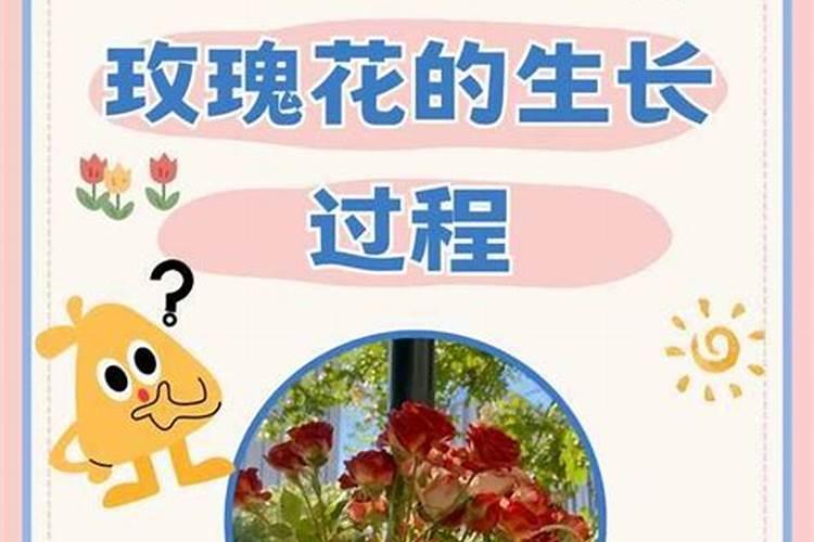 玫瑰老桩发芽后多久能晒太阳