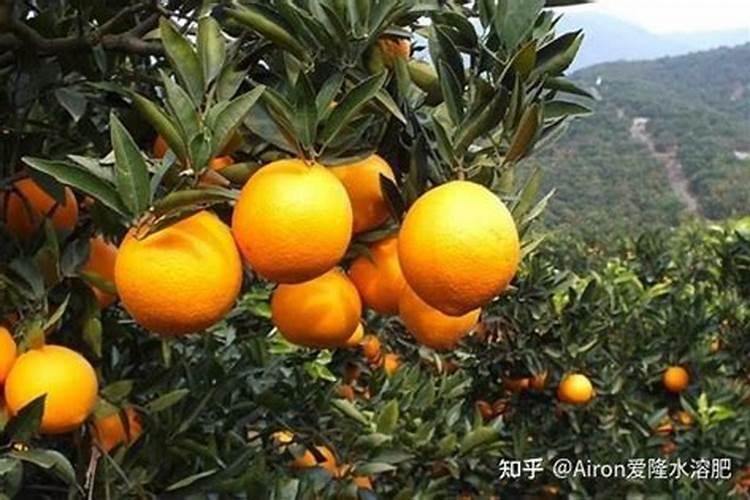 蝴蝶兰夏天能换盆吗