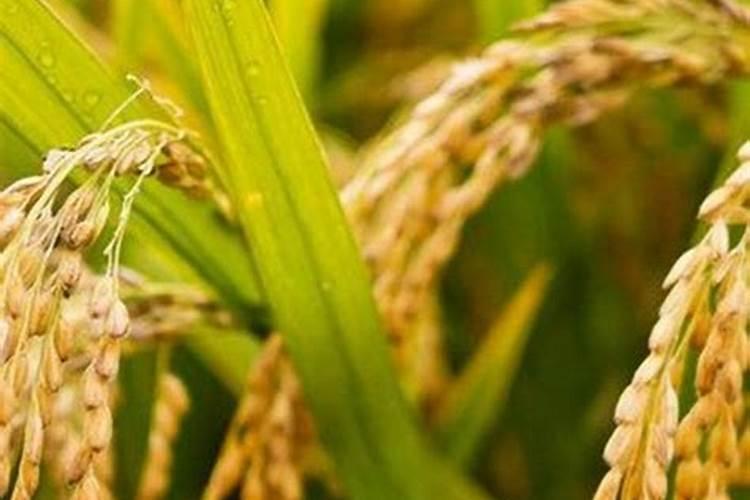 芸苔素内酯使用方法与用量