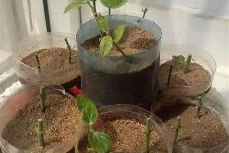 扦插小苗没生根施什么肥