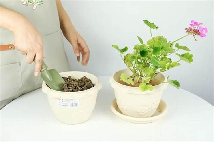 水溶肥一般几天见效