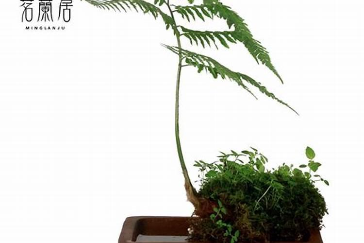 氨基酸水溶肥原料多肽氨基酸原粉!