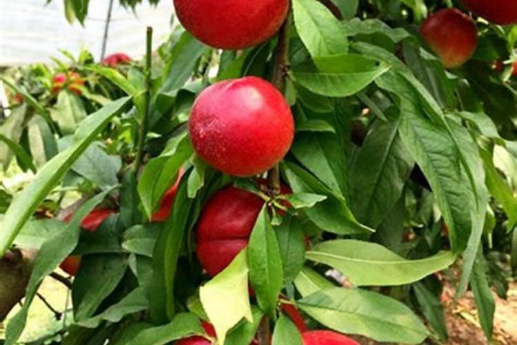 蔬菜酵素属于什么肥料？