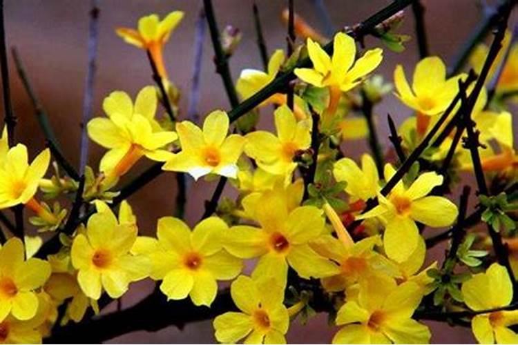 迎春花的施肥方法用什么肥料？