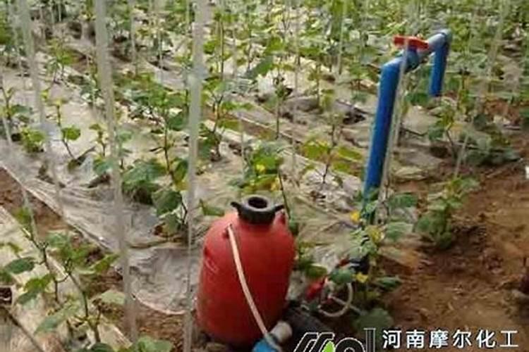 冲施的钙肥有哪些？