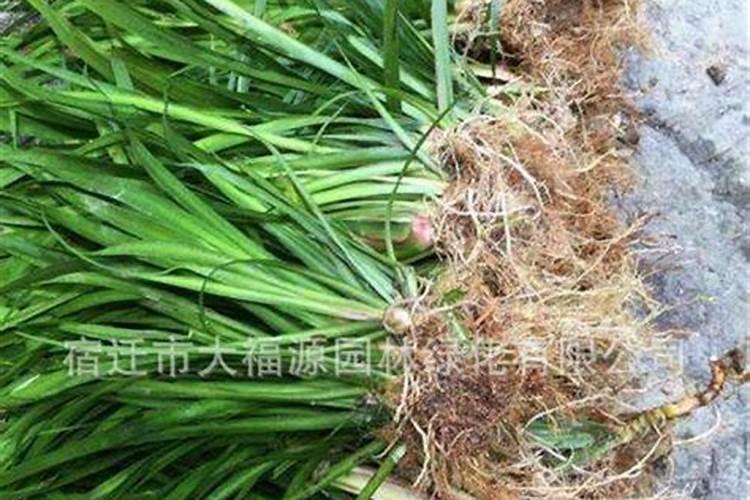 石菖蒲一亩施多少碳铵肥料