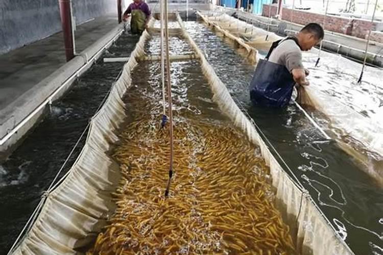 豆角到底是选择打头的做法好,还是不打头好呀？