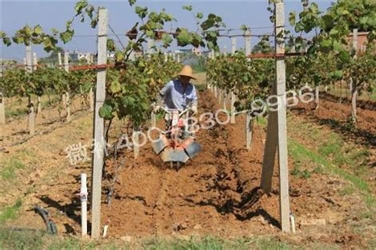 夏黑葡萄施肥方案