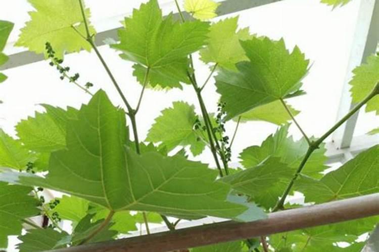 葡萄的生长需要什么肥料