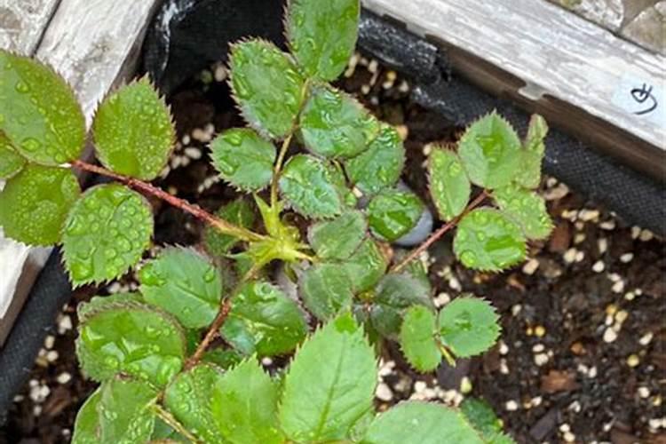 玉米控旺能和芸苔素一起用吗