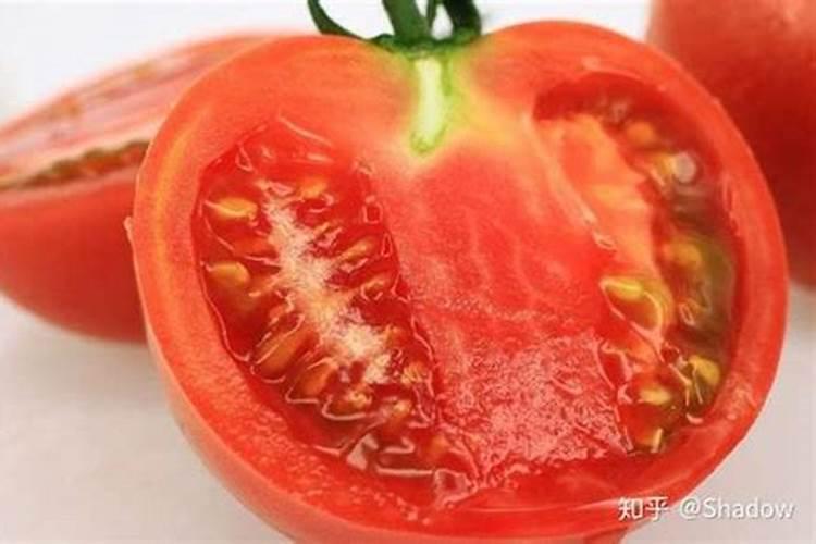 番茄浇什么肥料合适