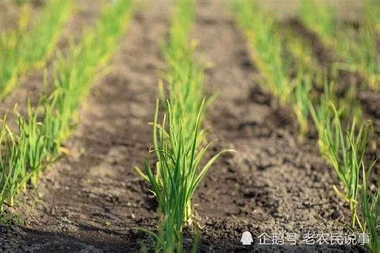 君子兰水培生根方法