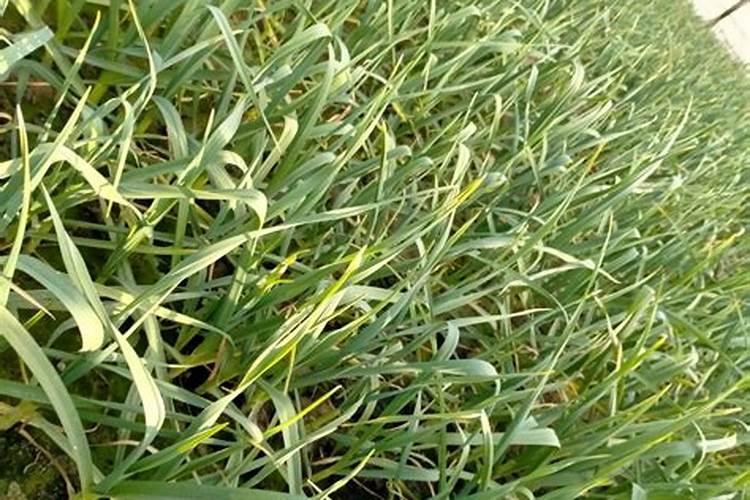 大葱、大蒜和韭菜最怕什么肥料？这3种肥料别乱用,否则干尖黄叶