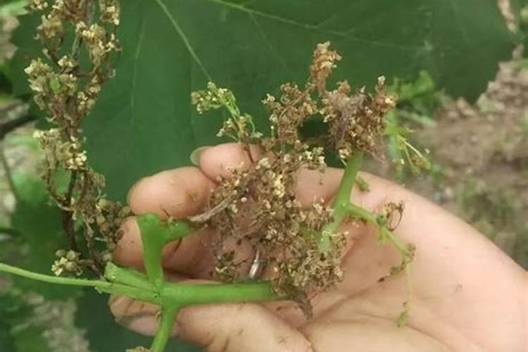 葡萄花前打什么药最好