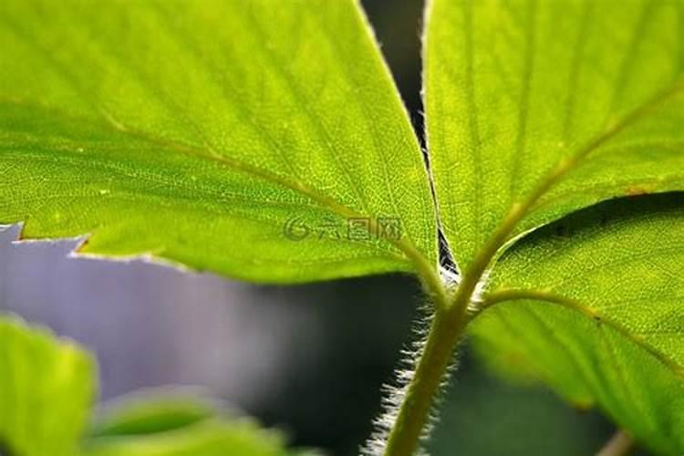 草莓叶子秋天可以割掉吗