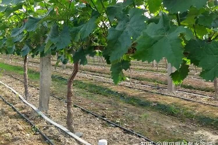 棉花枯萎病的防治措施及拯救方法