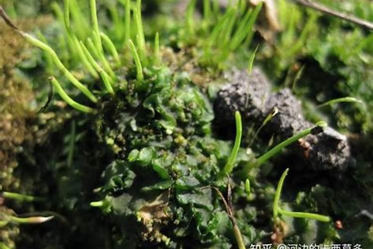 螃蟹塘里出现青苔怎么处理？该如何预防？