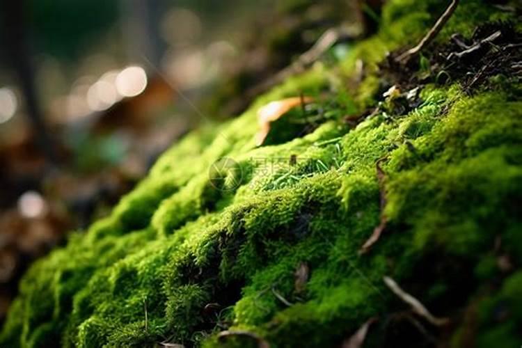 大棚内长青苔怎么办？