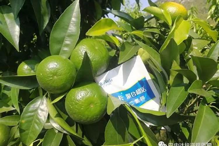 磷酸二氢钾加芸苔素内酯是不是促膨胀和上色快柑橘能用吗什么时间用最...
