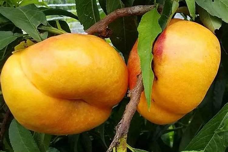 圣果是什么水果